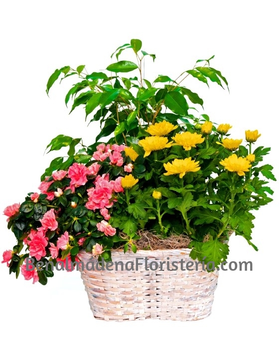 Cesta Plantas Variadas