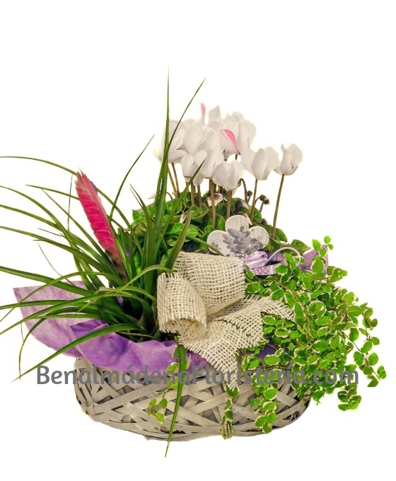 Cesta de Plantas
