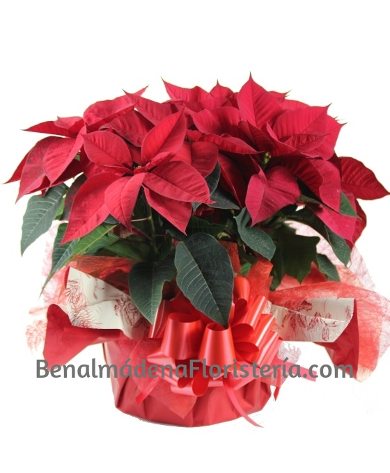 Composición flores de Navidad