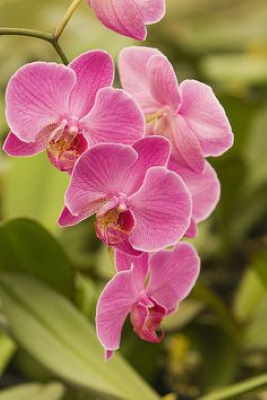 Cesta Planta Haití, Cesta de Plantas, Plantas de Decoración, Plantas para Regalar, Floristería de Benalmádena, Comprar Flores Online