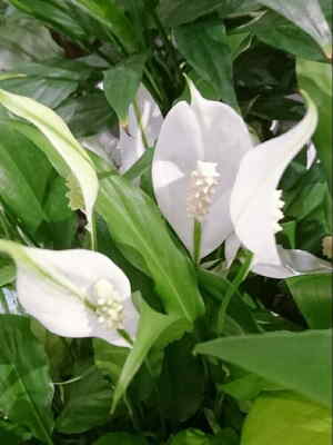 Cesta Planta Haití, Cesta de Plantas, Plantas de Decoración, Plantas para Regalar, Floristería de Benalmádena, Comprar Flores Online