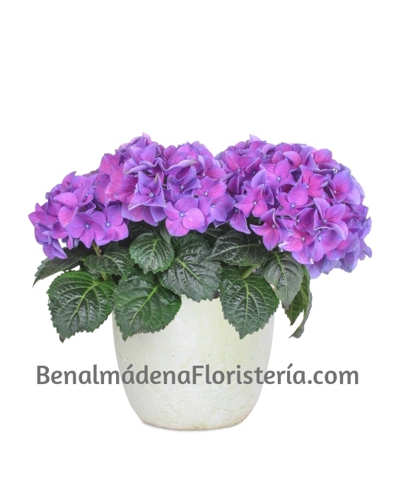 Planta Hortensia
