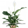 Planta Spathiphyllum