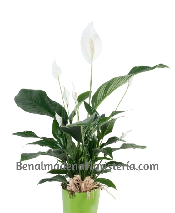Planta Spathiphyllum