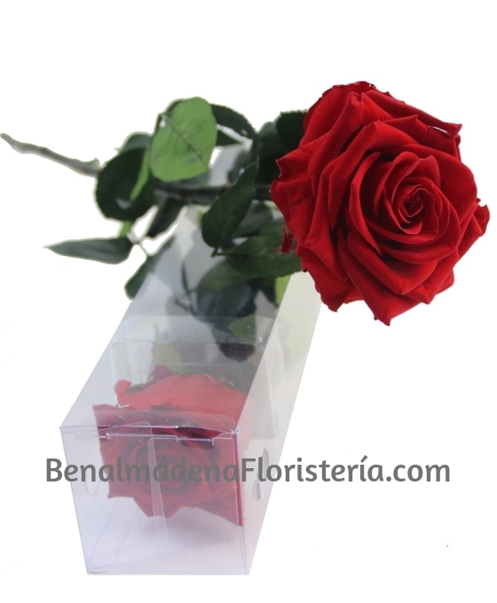 Rosa Preservada