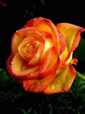 Ramo Flores Luxemburgo, Flores para Regalar, Floristería de Benalmádena, Entregas de Ramos de Flores, Floristas Profesionales