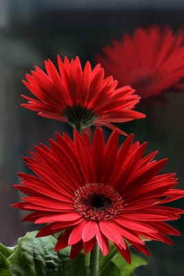 Centro Flores Rabat, Centro de Flores para Regalar, Floristería Online, Envíos Urgentes, Centro de Flores de Regalo, Floristería Juani