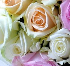Rosa Preservada, Regalo de San Valentín, Rosa Eterna, Floristería Online, Rosas Naturales, Floristerías en Benalmadena, Floristería Juani