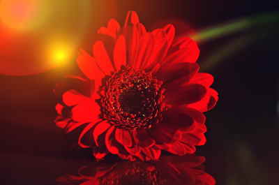 Ramo Flores Londres, Ramos de Flores, Flores Rojas, Ramo de Flores para Regalar Envío de Flores Urgentes Floristerías en Benalmádena