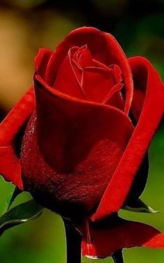 Ramo de 3 Rosas, Rosas Rojas para Regalar, Ramos de Flores Rojas, Floristería de Benalmádena, Envío de Flores Urgentes, Floristería Juani