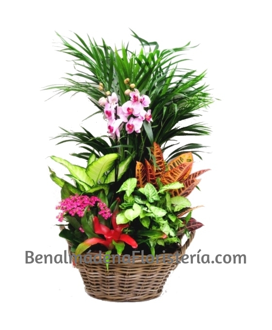 Cesta de Plantas