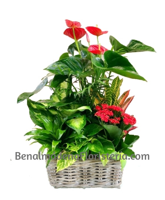 Cesta Plantas Variadas