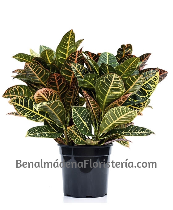 Planta para regalo