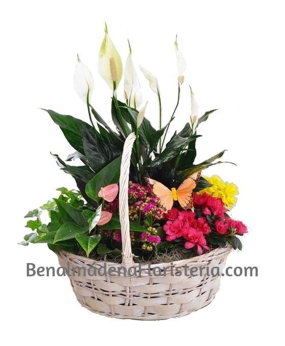 Regalar Plantas