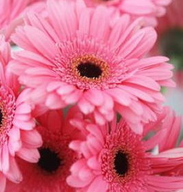 Gerberas de color rosa