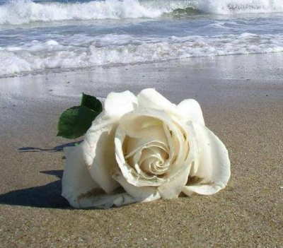Rosas, ramo de rosas, enviar rosas, 12 rosas rojas, 12 rosas blancas, ramo rosas blancas, envio rosas a domicilio, rosas San Valentin, rosas San Jordi