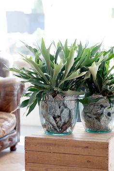 Cesta Planta Haití, Cesta de Plantas, Plantas de Decoración, Plantas para Regalar, Floristería de Benalmádena, Comprar Flores Online