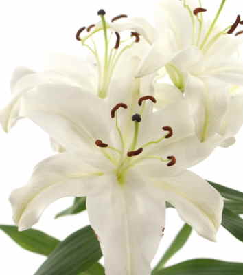 Ramos Flores Finlandia, Floristería Online, Arreglos Florales, Ramos de Flores para Regalar, Flores Blancas, Comprar Flores, Flores en Benalmádena