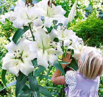 Ramos Flores Finlandia, Floristería Online, Arreglos Florales, Ramos de Flores para Regalar, Flores Blancas, Comprar Flores, Flores en Benalmádena