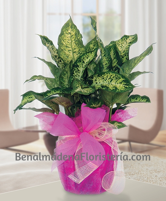 Regalar Planta